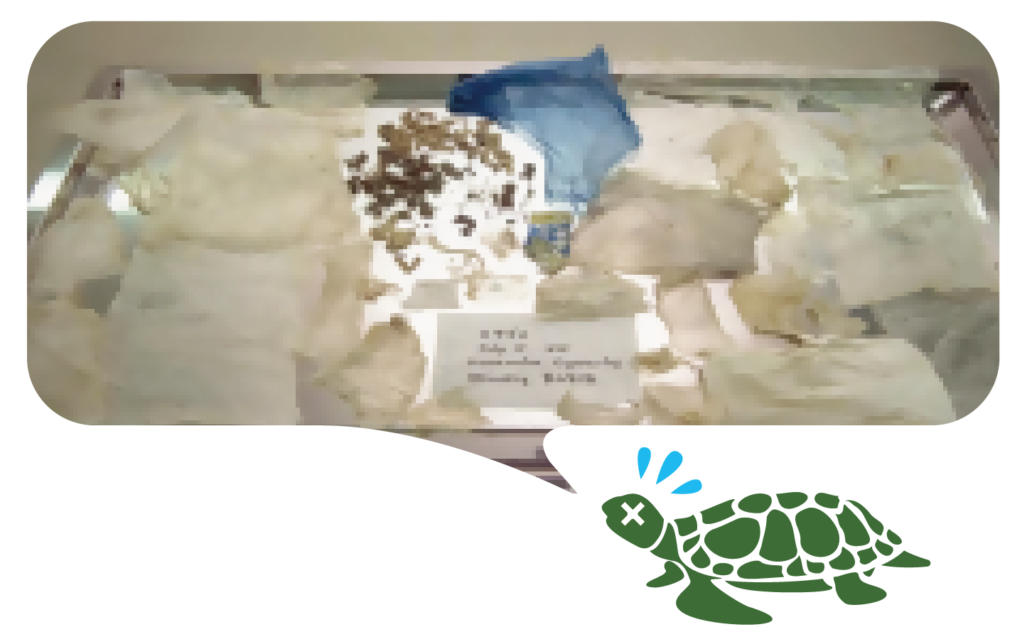 ウミガメから出てきたレジ袋